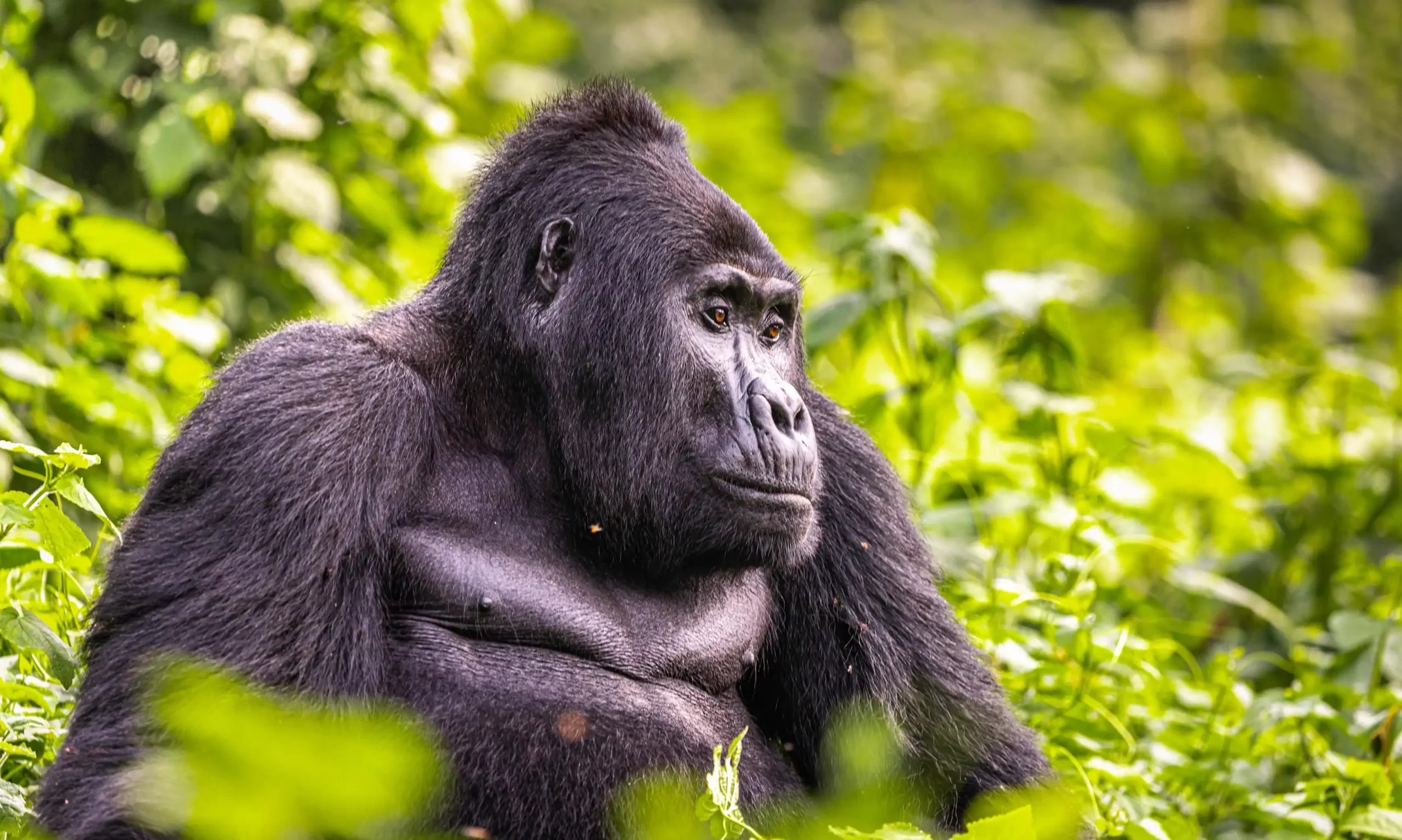 12 Days Uganda Epic gorilla and Wildlife safari