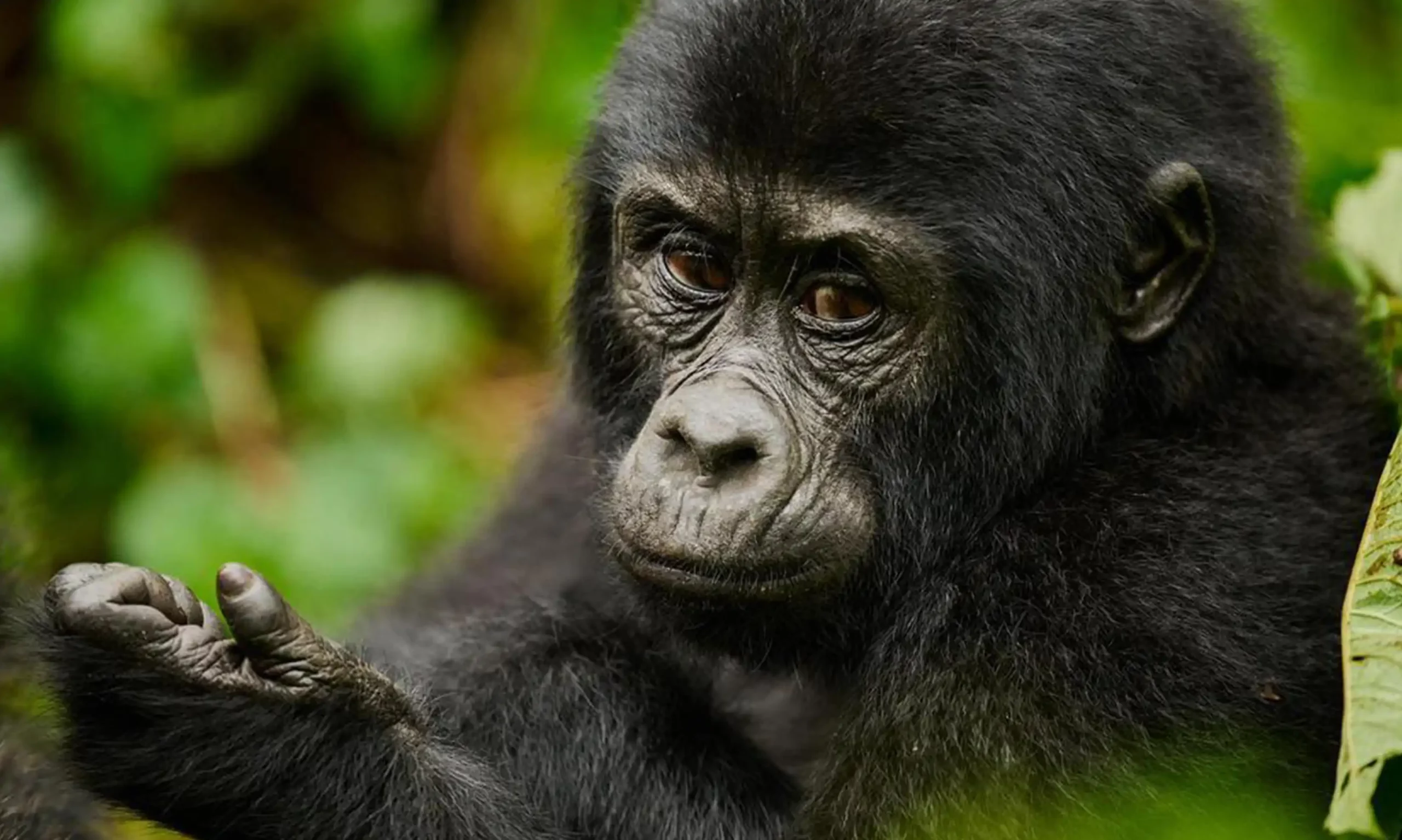 13 Days Uganda gorilla and Wildlife safari