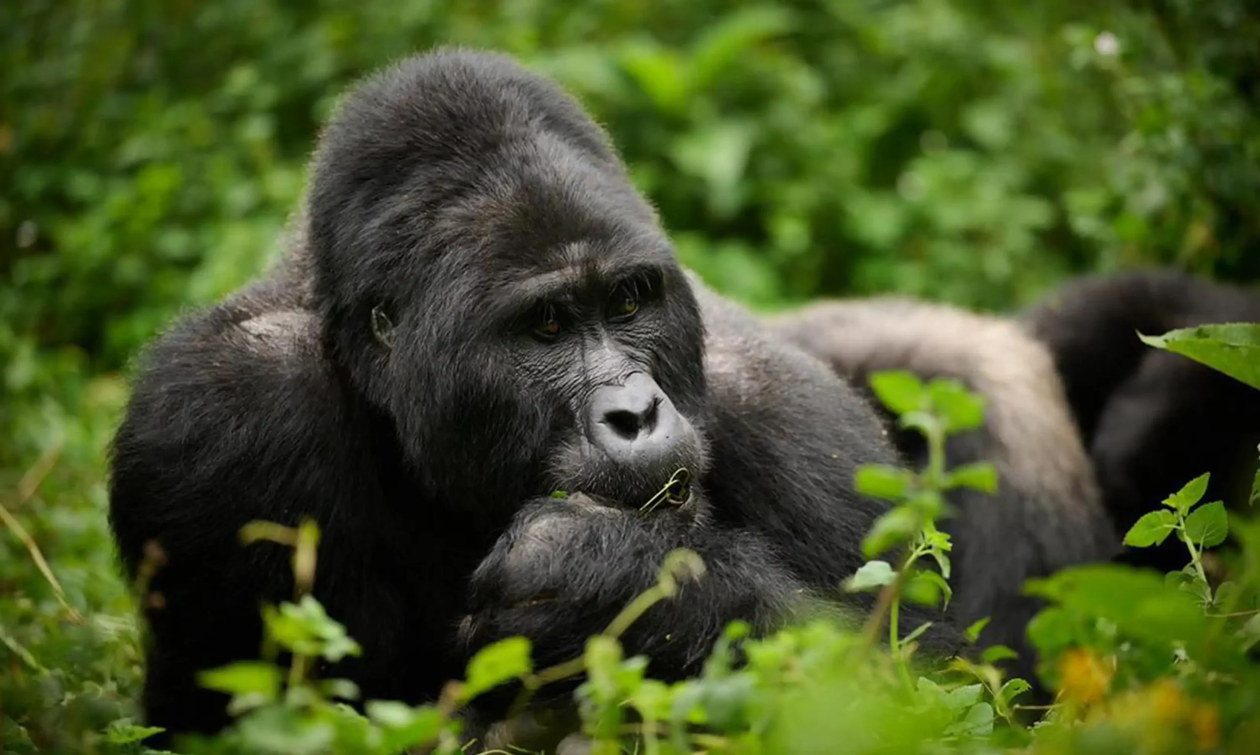 4 DAYS RWANDA PRIMATES SAFARI WITH MT. BISOKE HIKING