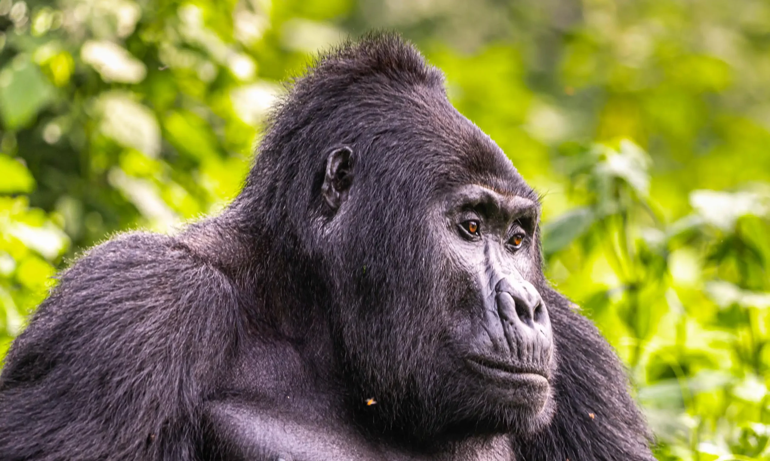 4 Days Uganda Gorilla & Wildlife Safari