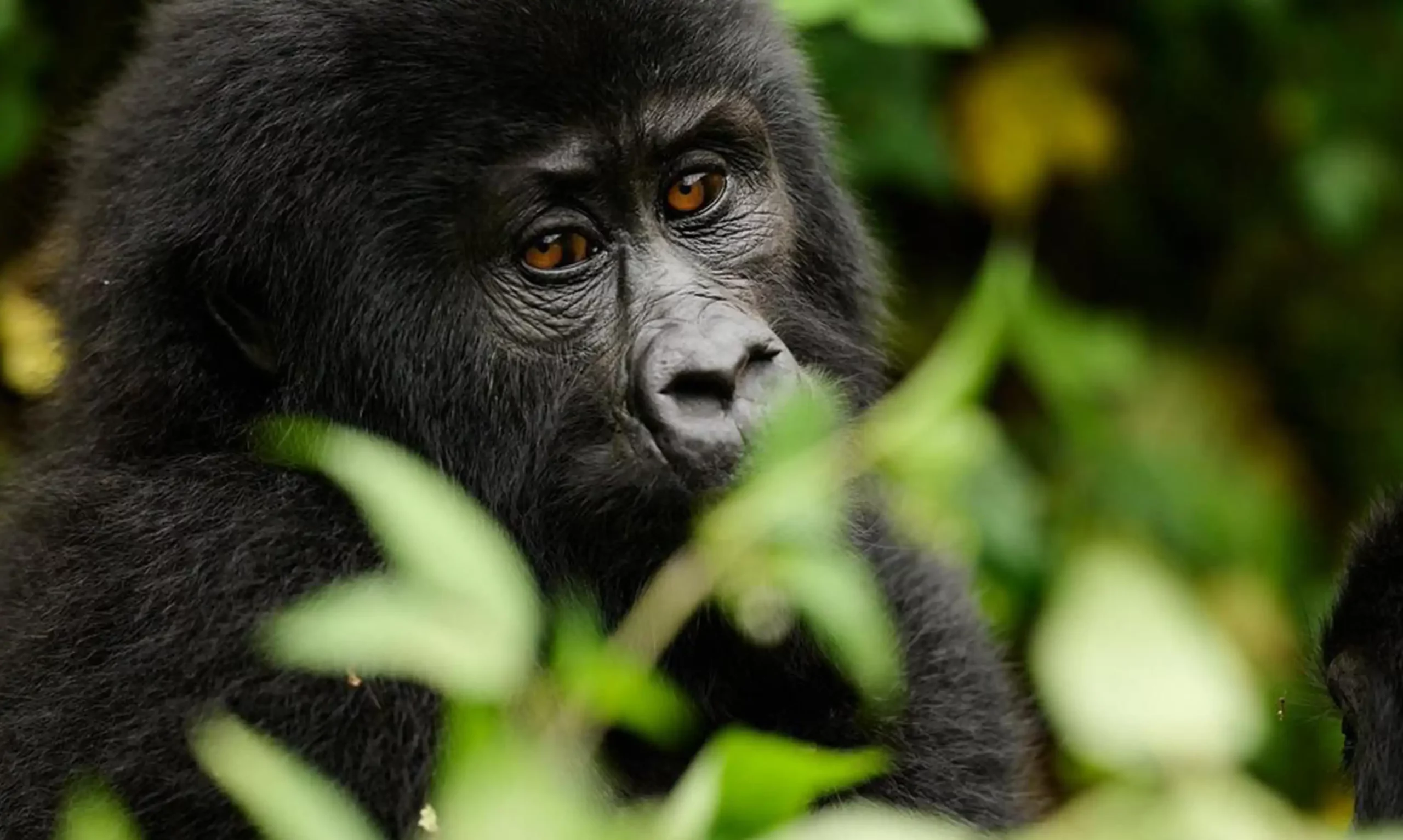 4 Days Uganda Gorilla trekking & Wildlife safari to Bwindi & Queen Elizabeth Park