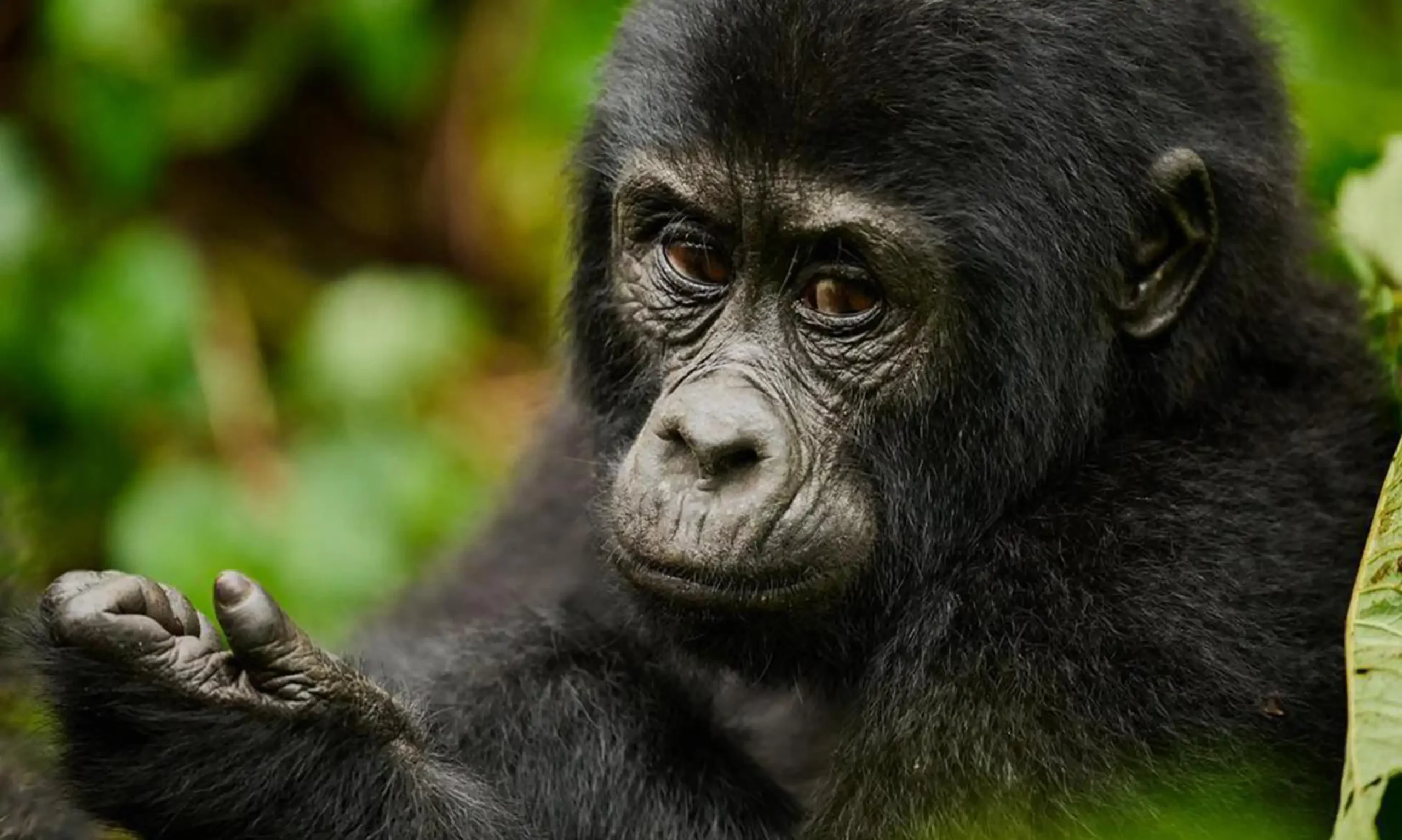 5 DAYS Uganda Bwindi Gorilla Safari Tour