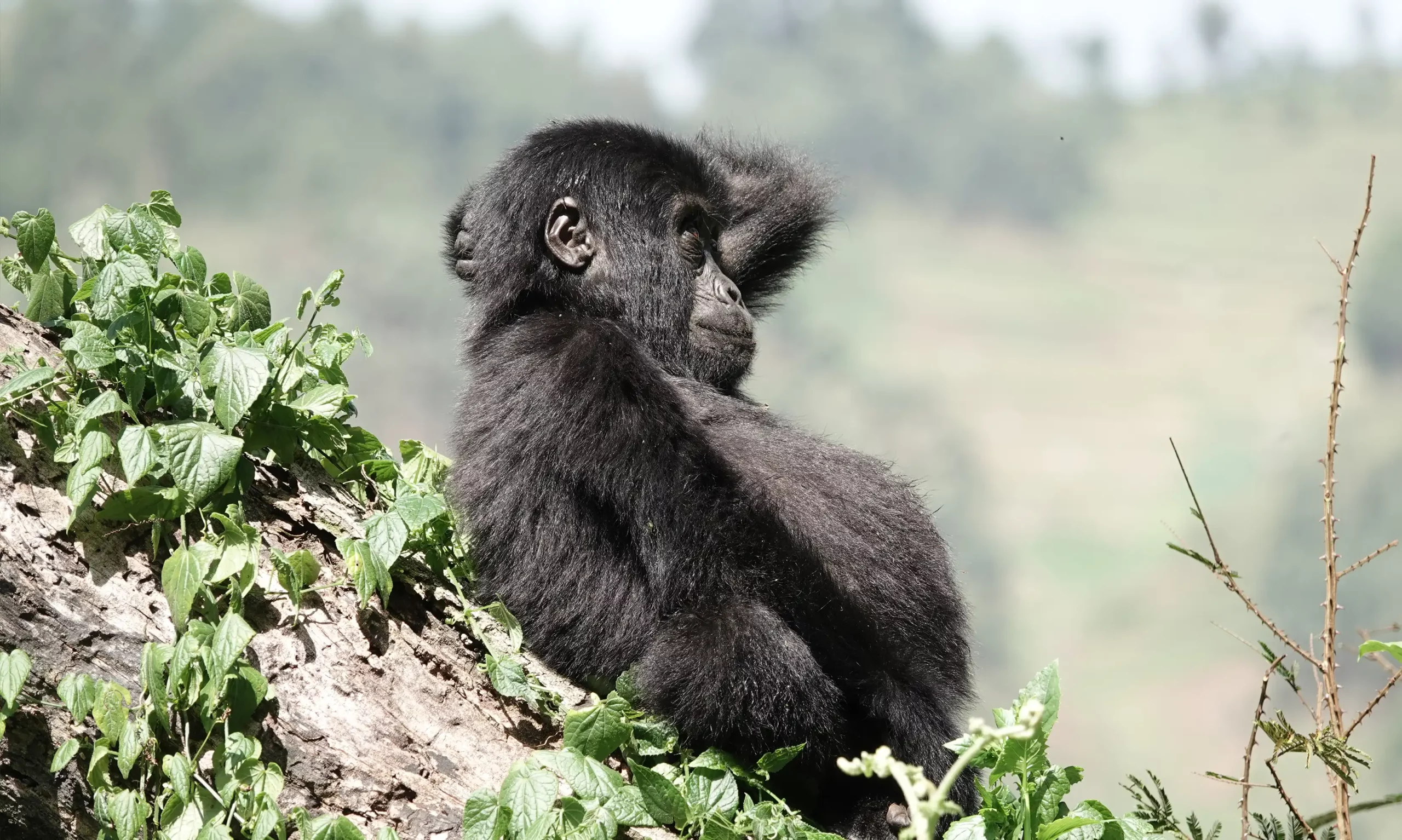 5 Days Rwanda Primates Safari