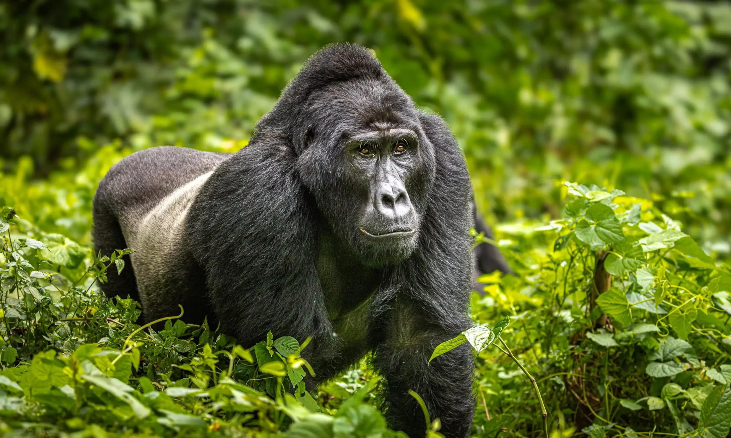 5 Days Rwanda Primates Safari with double gorilla trekking