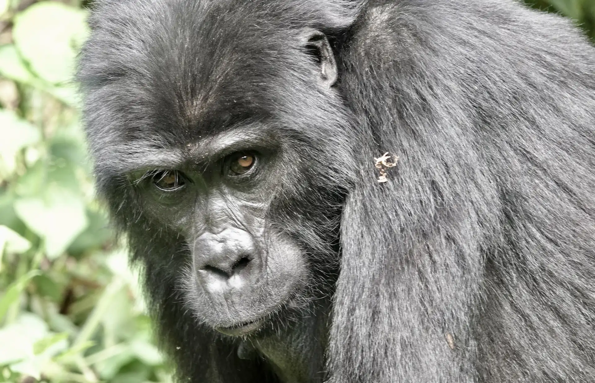 5 Days Uganda Bwindi Gorilla safari tour