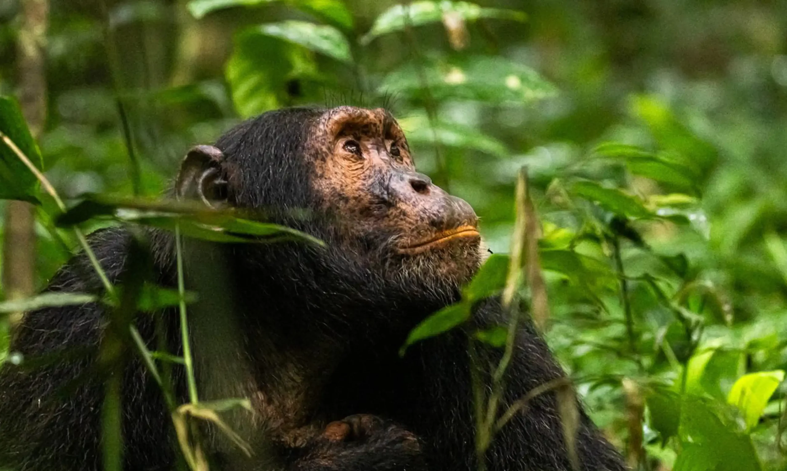 5 Days Uganda Gorilla, Chimpanzee trekking & Wildlife Safari to Bwindi & Queen Elizabeth Parks