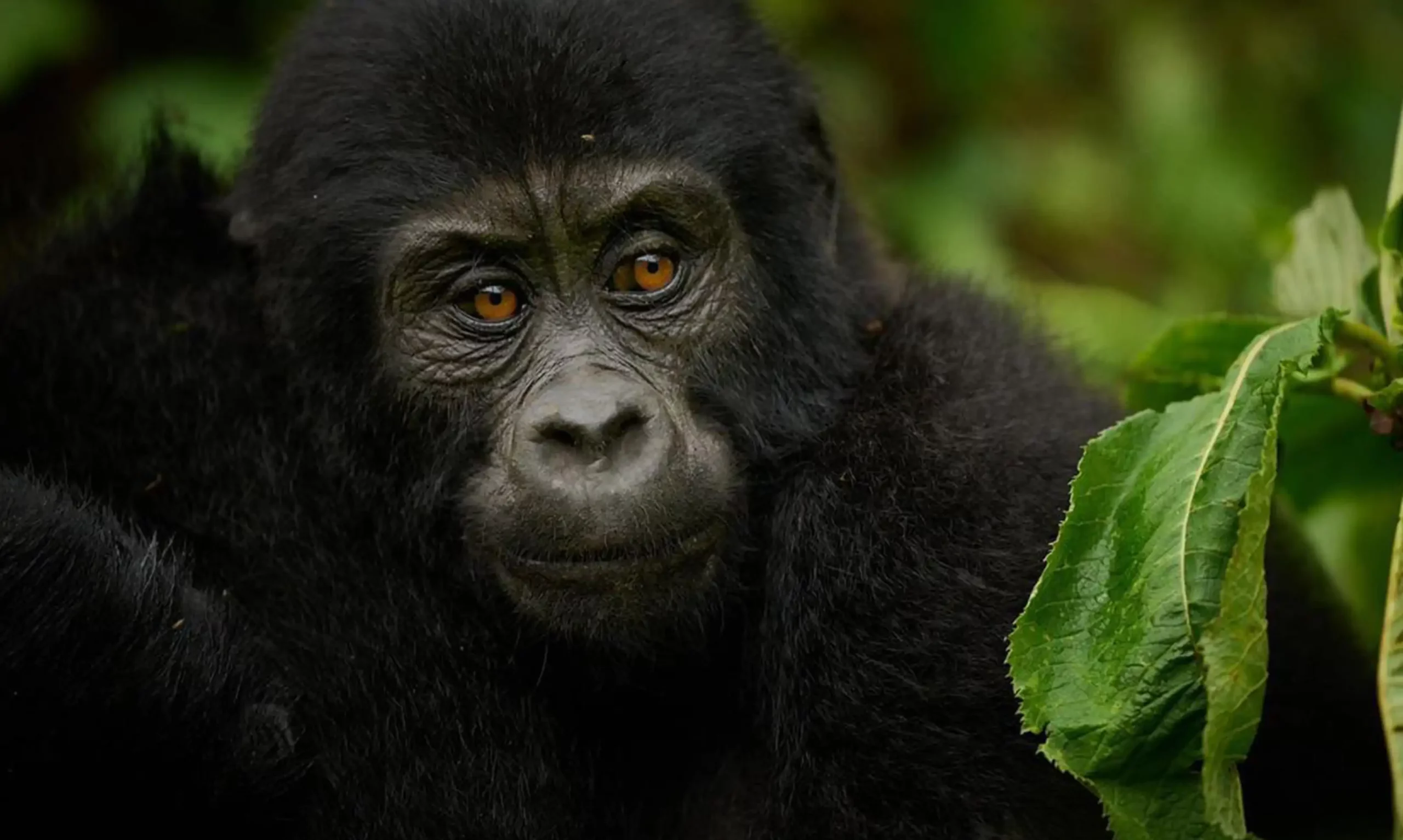 6 Days Uganda Flying gorilla, Chimpanzee trekking safari