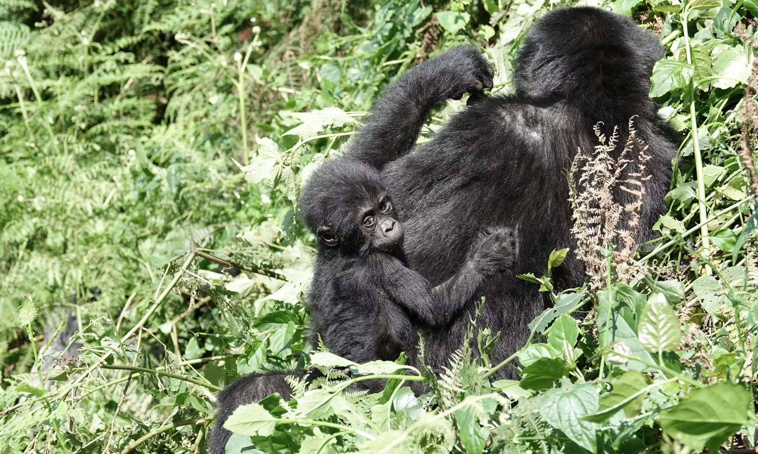 6 Days Uganda Gorilla & Wildlife Safari