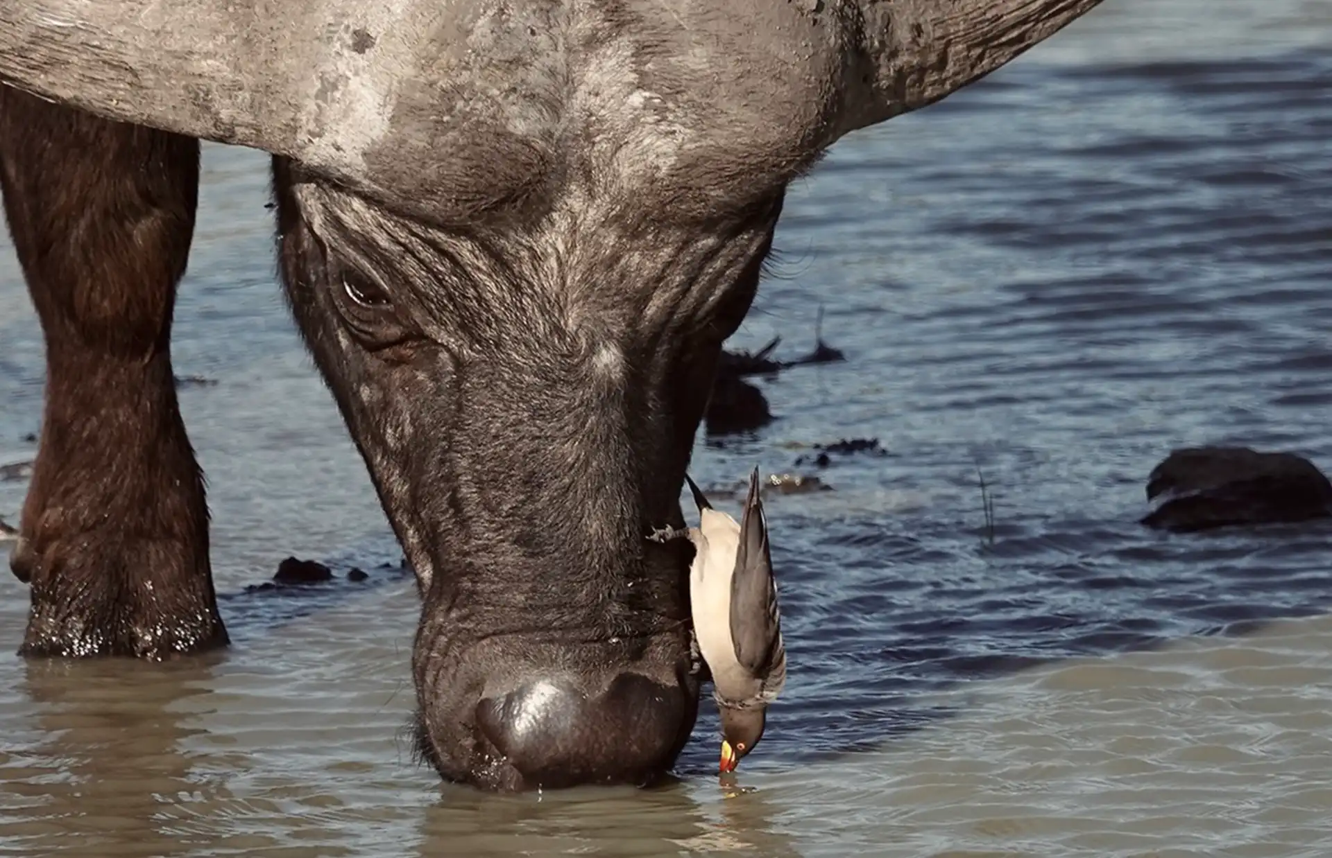 7 Days Kenya Wildlfe safari