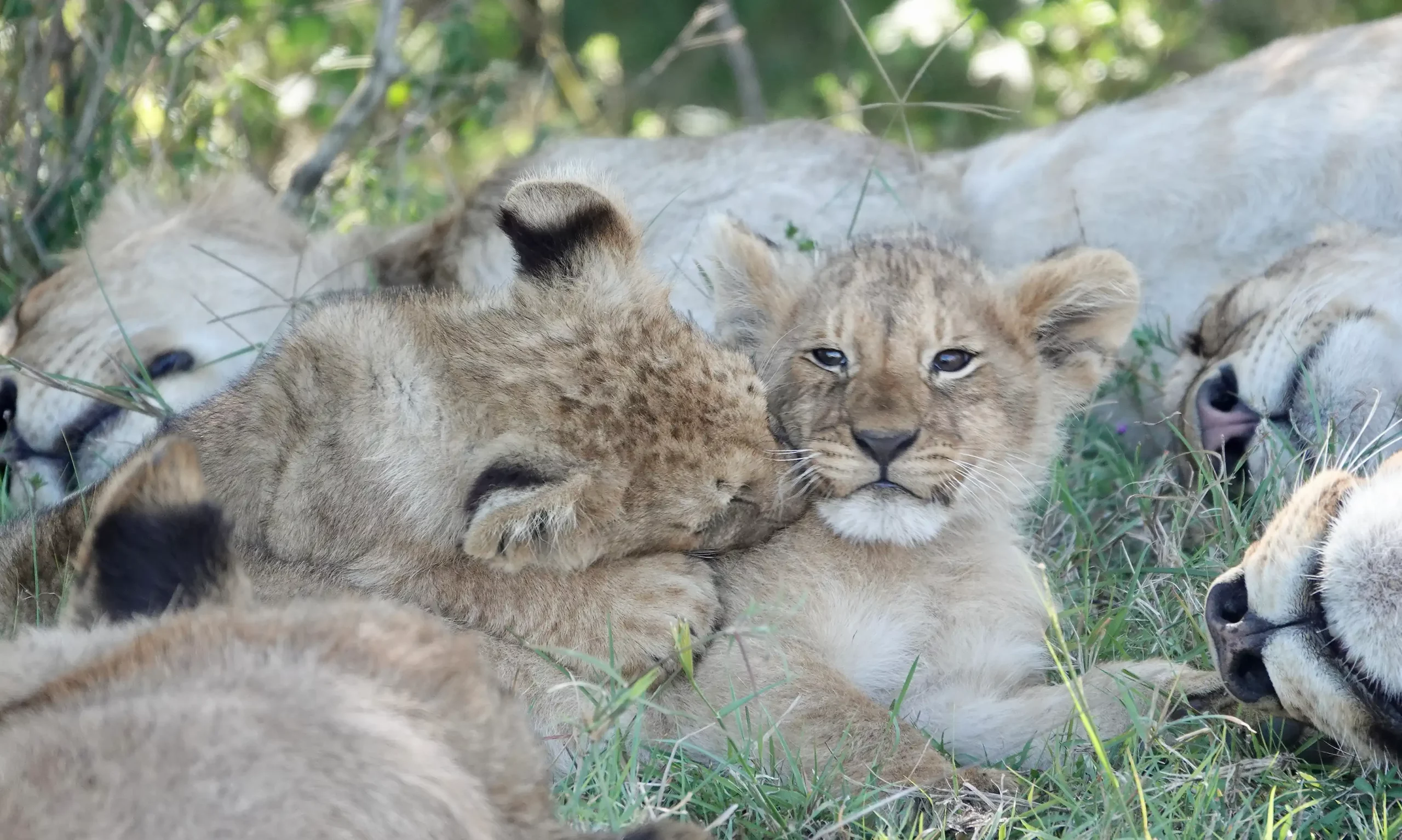 8 Days Kenya wildlife Safari