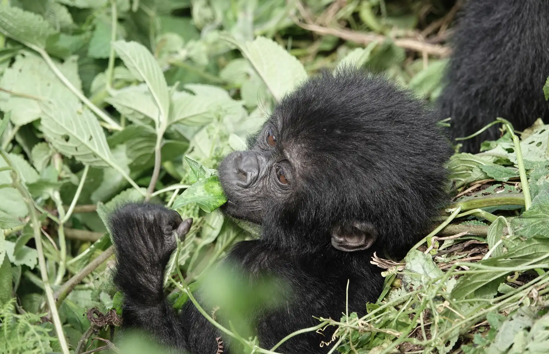 8 Days Uganda Primate trekking & wildlife safari