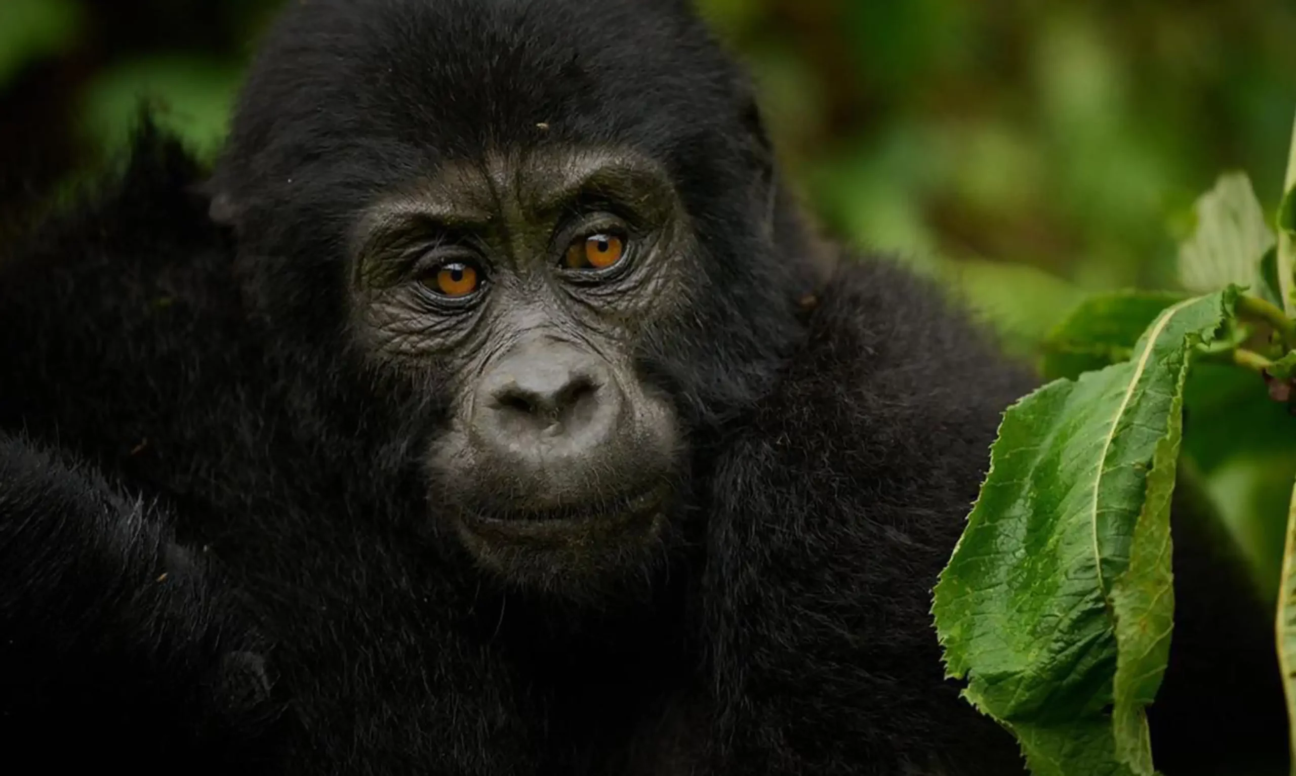 9 Days Uganda Primates trekking & Wildlife Safari