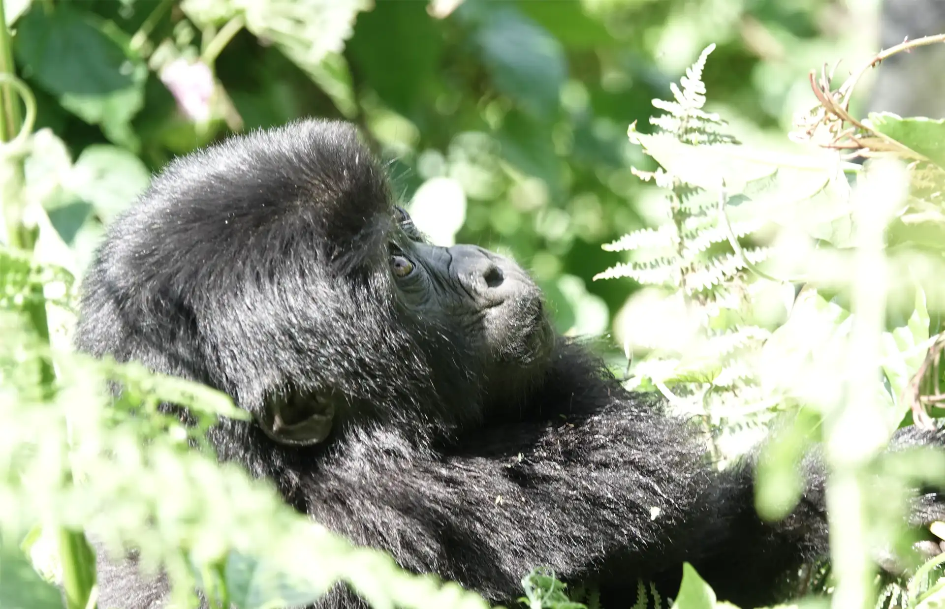 9 Days Uganda flying gorilla chimp trekking safari