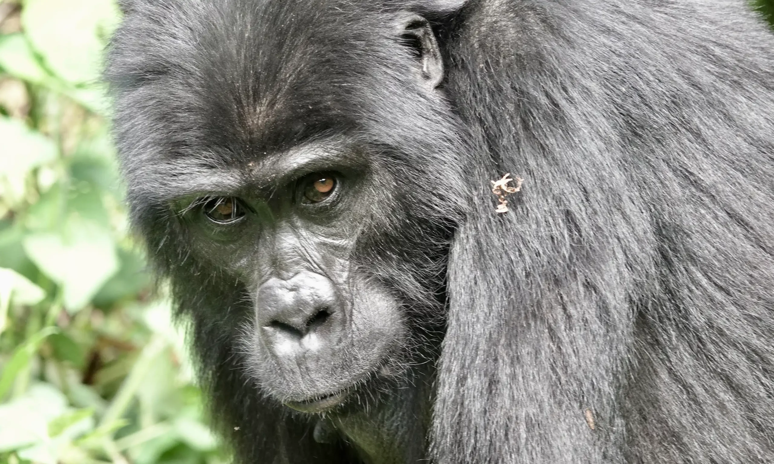 9 Days Uganda gorilla and Wildlife safari