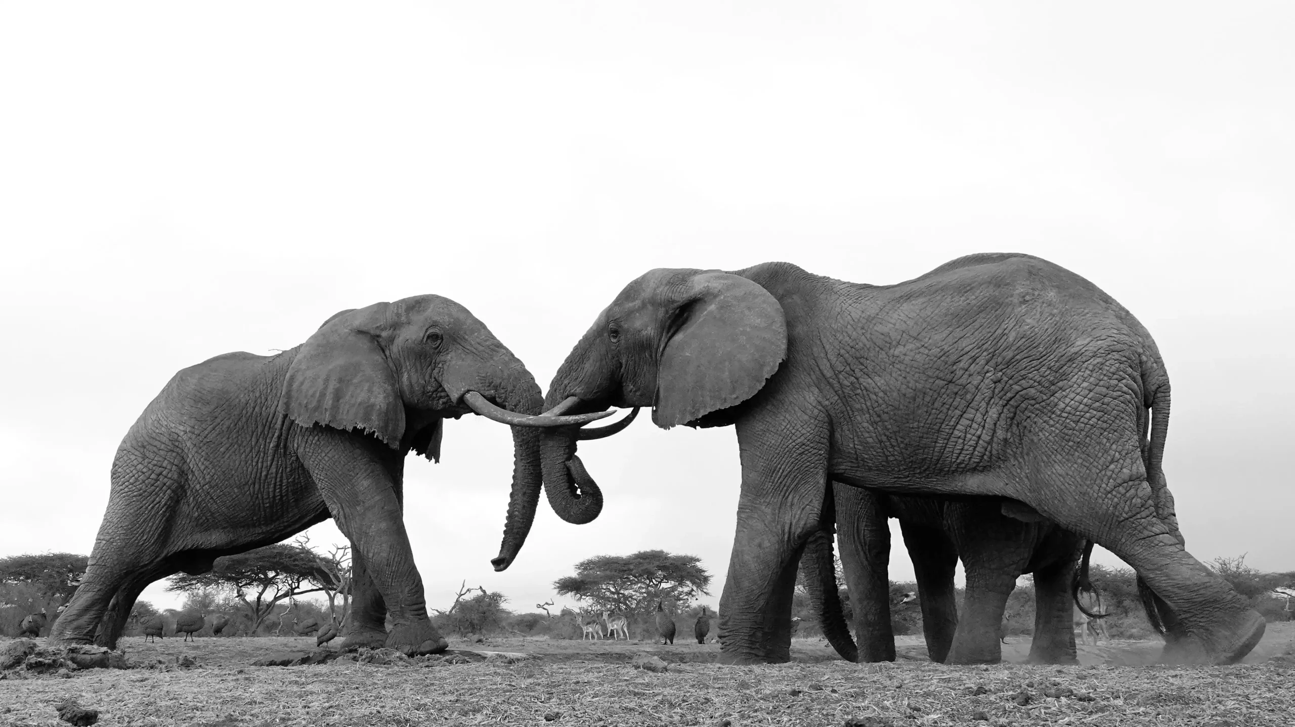 Two Elephants