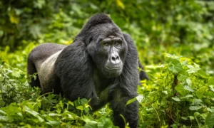 uganda gorilla safari