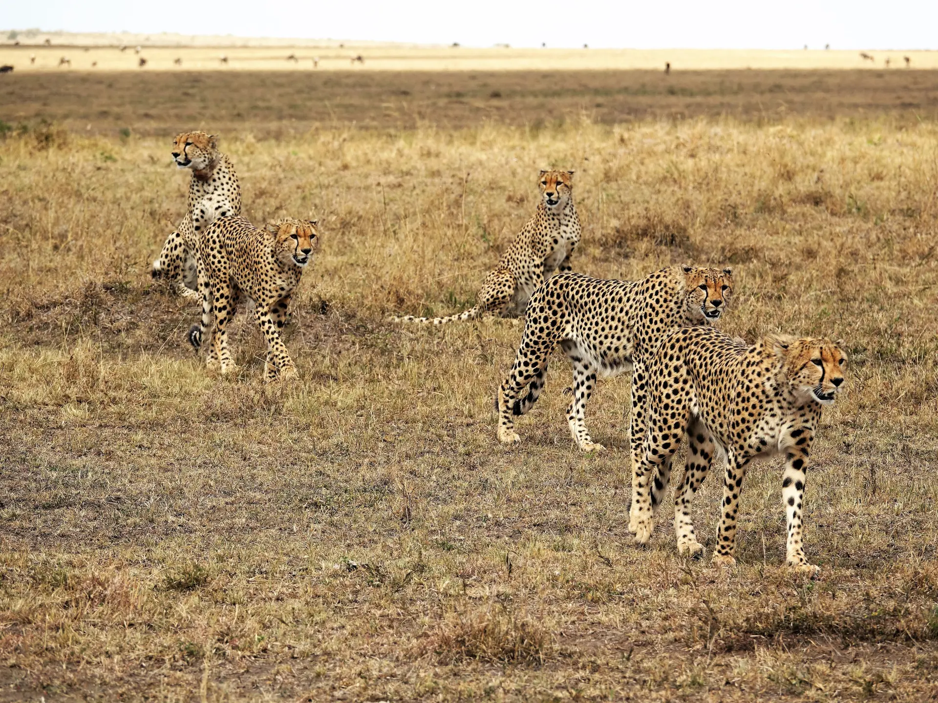 10 Days Tanzania wildlife safari-2