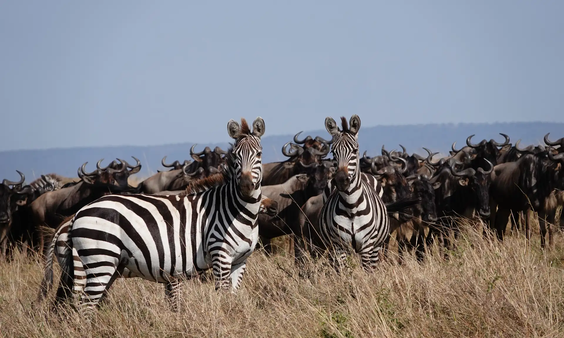 9 Days Tazania Wildlife Safari copy