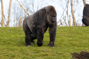 Bwindi gorilla tour