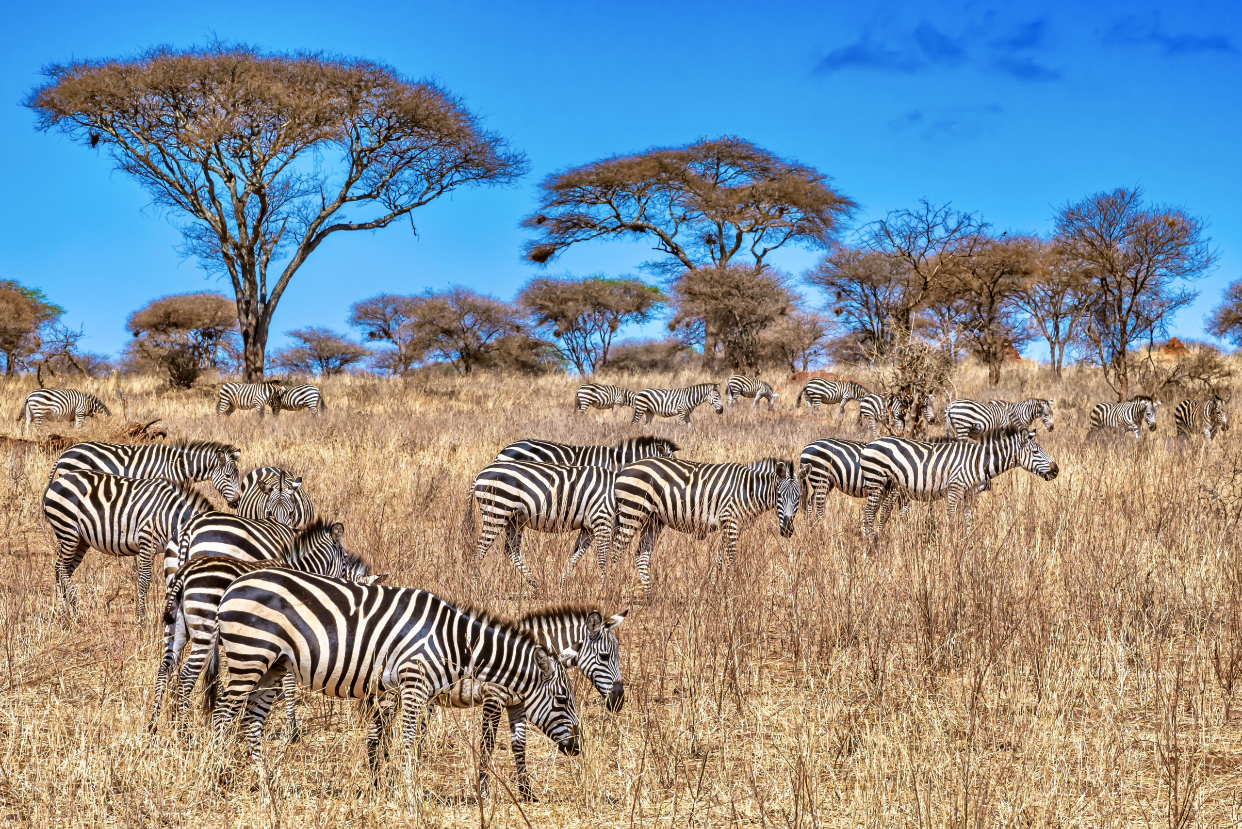 Kenya wildlife Safari